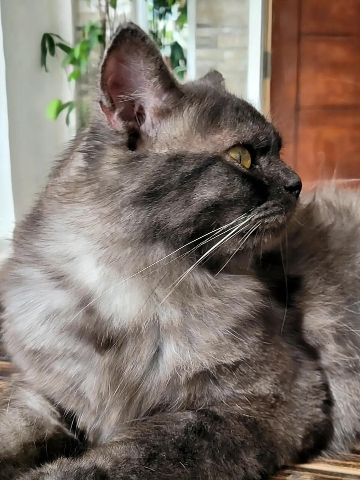 My pet cat relaxing on our balcon